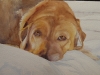 Yellow lab