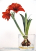 Amaryllis in bloom