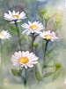 Daisy Days