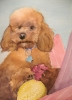 Teddy